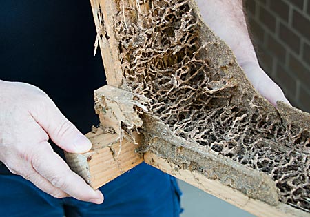Damage that Termites do